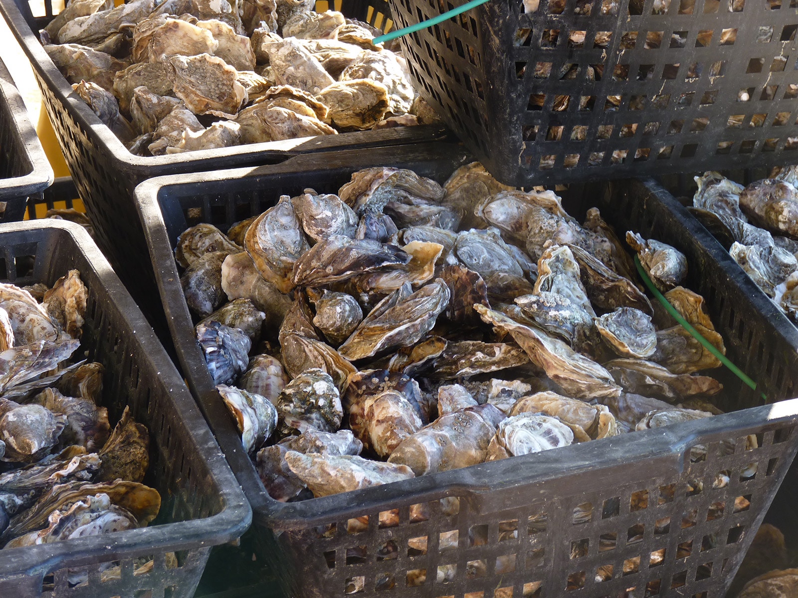 Oyster Factory BGE PaRIF Premier réseau à la